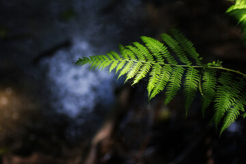 Green fern leaf in the forest. Selective focus. Nature.