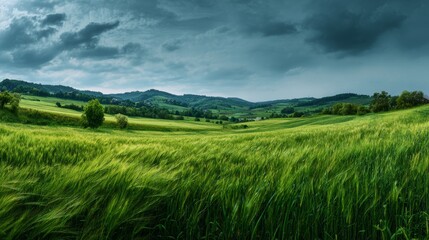 Obraz premium panoramic landscape of green fields for background