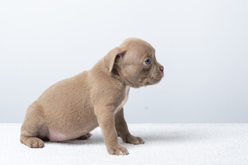 Cute brown puppy walking forward on soft surface against white background. taking care of pets, sad and upset puppy. Sad Adorable brown puppy on a soft clean white background