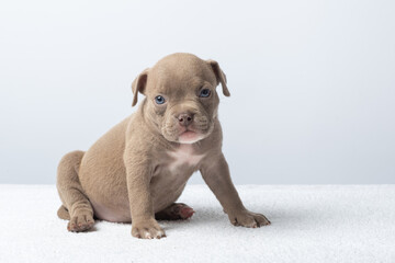 Adorable brown puppy sitting on soft white surface against light background. Cute brown puppy with blue eyes sitting on white towel, taking care of pets, sad and upset puppy