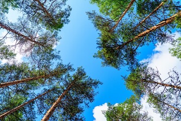 Fototapeta premium Gazing at majestic pine trees reaching for a vibrant blue sky creates a serene scene of natural beauty. Perfect for travel, tourism, and environmental storytelling.
