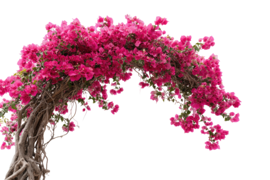 Pink bougainvillea arch