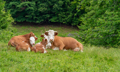 Resting cows on a meadow