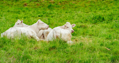 White cows on a meadow
