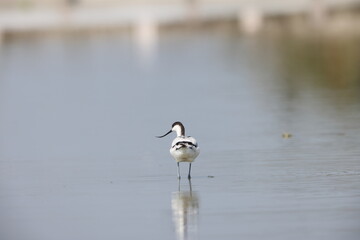 The pied avocet (Recurvirostra avosetta) is a large black and white wader in the avocet and stilt family, Recurvirostridae. 