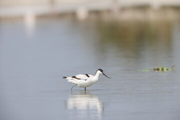 The pied avocet (Recurvirostra avosetta) is a large black and white wader in the avocet and stilt family, Recurvirostridae. 