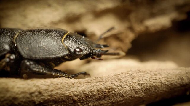 Lesser stag beetle (Dorcus parallelipipedus) crawling. Close-up.