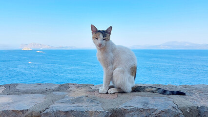 cat and the sea