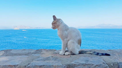 cat and the sea