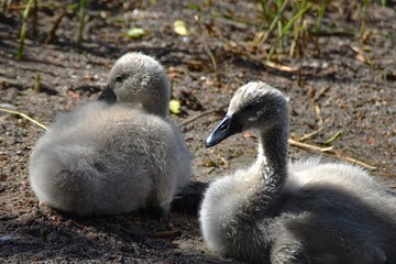 Young mute swans are relaxing in nature in sunny summer day.