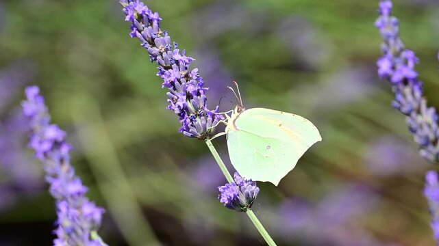 Cleopatra butterfly (Gonepteryx cleopatra) sitting on blossoming lavender in the Provence in France during a sunny summer day. Slow motion clip.