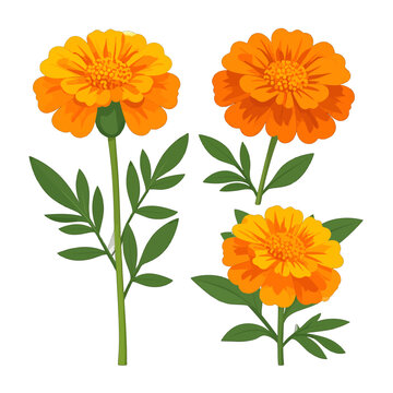Vibrant orange marigold flower set with detailed petals and green leaves, vector style illustration.