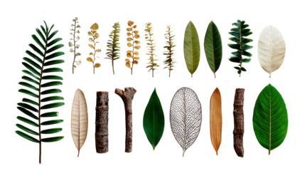 A collection of various leaf designs isolated on a white background.