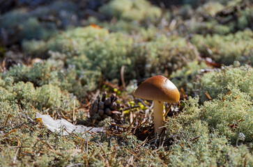 Bemooster Waldboden mit kleinem Pilz