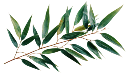 Bamboo leaf branch with lush green foliage, white isolated background.