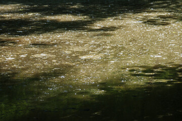 Reflection of trees in the water. Abstract background and texture.