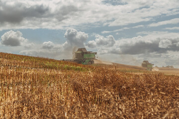 Fototapeta premium Rapeseed Brassica napus, ripe dry rapeseed in the field. Rapeseed stems before harvesting.