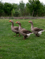 Three Domestic Geese on Green Meadow in Countryside
