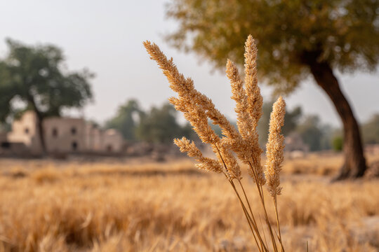 climate change poses significant threats to agriculture and food security across globe