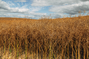 Rapeseed Brassica napus, ripe dry rapeseed in the field. Rapeseed stems before harvesting.