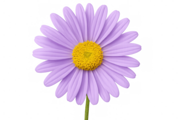 Purple daisy flower blooming, vibrant yellow center against transparent backdrop, highlighting natural spring beauty