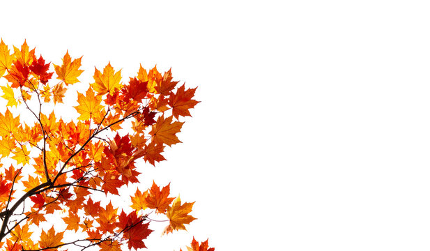 Colorful maple tree leaves on white background, autumn design element, seasonal decoration, fall advertising campaigns, nature themed projects.