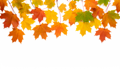 Colorful autumn maple leaves pop against a stark white backdrop in this vibrant stock photo suitable for fall themed designs.
