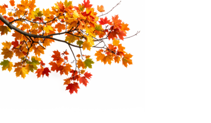 Colorful autumn maple leaves on branches, vibrant against a white background, ideal for fall designs or seasonal themed projects.