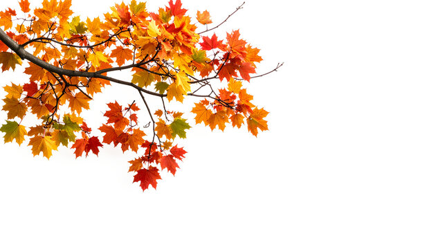 Colorful autumn maple leaves on branches, vibrant against a white background, ideal for fall designs or seasonal themed projects. - Powered by Adobe