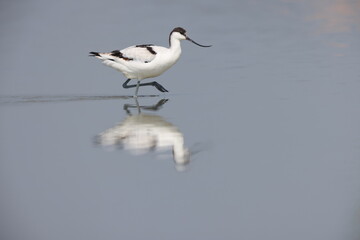 The pied avocet (Recurvirostra avosetta) is a large black and white wader in the avocet and stilt family, Recurvirostridae. 