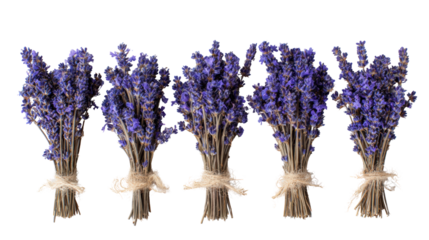 Five bunches of dried lavender with twine on a white isolate background.