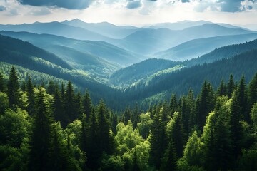 Obraz premium Panoramic vista of lush evergreen forest nestled between blue shaded mountain ranges