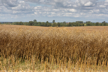 Kaliningrad, RUSSIA - July 27, 2022: Deutz-Fahr combine harvester cutting through tall rapeseed field