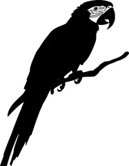 Macaw parrot black silhouette vector art