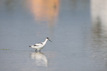 The pied avocet (Recurvirostra avosetta) is a large black and white wader in the avocet and stilt family, Recurvirostridae. 