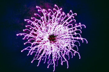 Obraz premium Vibrant colors explode across the night sky in a dazzling light display