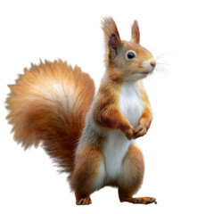 A small meerkat is seen sitting on White and Transparent Background.