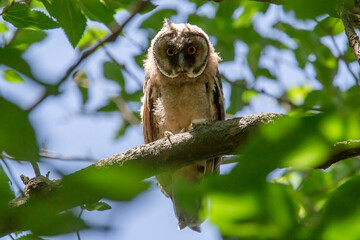 Obraz premium owl sitting on branch of tree amidst green foliage
