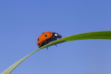 ladybird walking by green blade against clear blue sky
