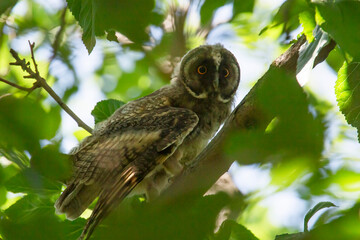 tawny owl sitting on branch of tree amidst green foliage