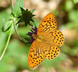 Kaisermantel auf Skabiose