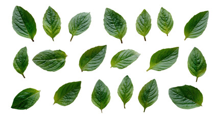 Various green leaves, arranged artistically on a white isolate background.