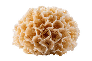 Close-up of a light beige, coral-like, organic structure.  Complex, delicate, intricate patterns