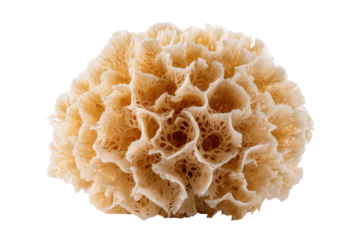 Close-up of a light beige, coral-like, organic structure.  Complex, delicate, intricate patterns
