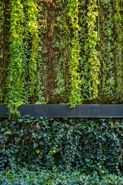 Vertical garden wall with varied green textures, ideal for sustainability, biophilia, architecture and ecological innovation, usable as background for branding or eco-conscious content