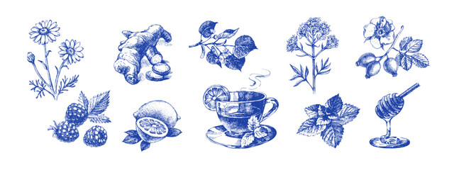 Hand drawn vintage sketch tea and herbs set. Isolated illustrations on white background