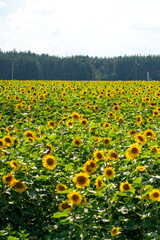 A vast field of blooming sunflowers stretching towards a distant forest line under a cloudy sky, showcasing agricultural landscape