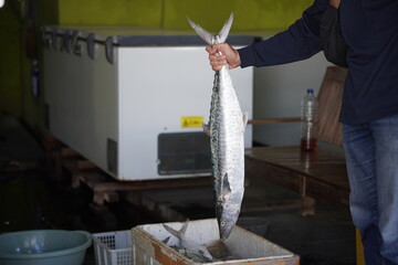 Person holding a fresh mackerel fish in a market