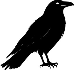 Raven bird black silhouette vector drawing
