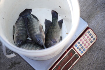 Fresh Fish Weighing on Scale